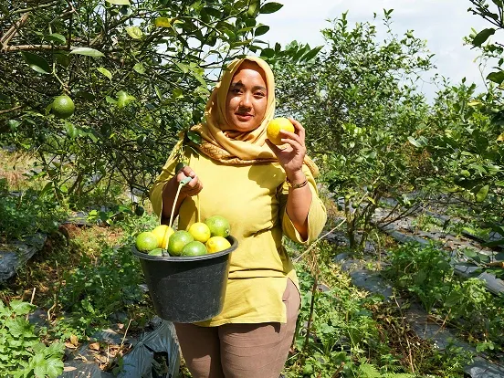 Lina, Pangalengan