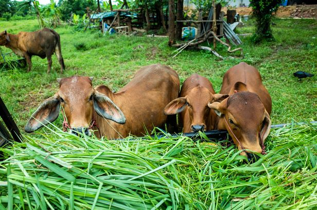 brown-cow-eatting-grass (1) (1).jpg